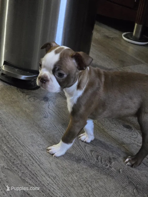 Spot – Boston Terrier puppy for sale in San Jose, CA