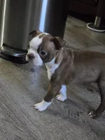 Spot, a male Boston Terrier for sale in San Jose, CA – 1 of 1