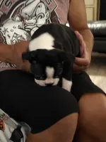 Tuxedo., a female Boston Terrier for sale in San Jose, CA – 3 of 5