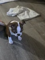 Lovely, a female Boston Terrier for sale in San Jose, CA – 1 of 2