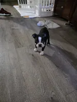 Tuxedo., a female Boston Terrier for sale in San Jose, CA – 2 of 5