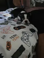 Tuxedo., a female Boston Terrier for sale in San Jose, CA – 5 of 5