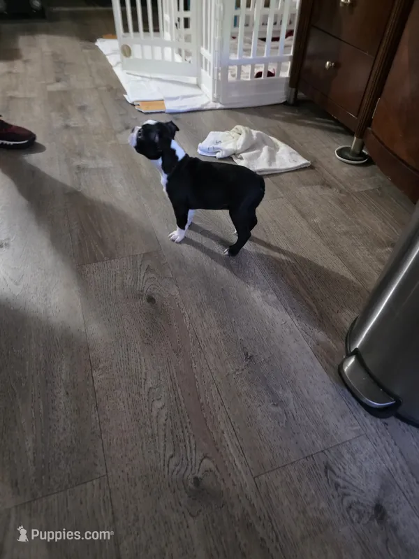 Tuxedo., a female Boston Terrier for sale in San Jose, CA – 1 of 5