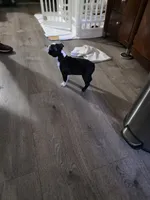 Tuxedo., a female Boston Terrier for sale in San Jose, CA – 1 of 5