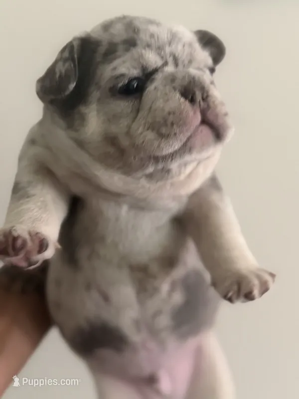 Dr. Pepper – French Bulldog puppy for sale in Slidell, LA