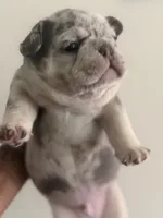 Dr. Pepper, a male French Bulldog for sale in Slidell, LA – 3 of 6