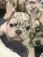 Dr. Pepper, a male French Bulldog for sale in Slidell, LA – 1 of 6