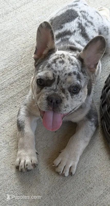 King – French Bulldog puppy for sale in Slidell, LA
