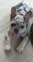 King, a male French Bulldog for sale in Slidell, LA – 1 of 1