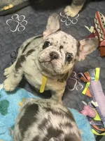 Dr. Pepper, a male French Bulldog for sale in Slidell, LA – 6 of 6