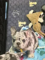Dr. Pepper, a male French Bulldog for sale in Slidell, LA – 5 of 6