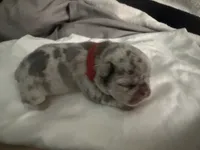 Dr. Pepper, a male French Bulldog for sale in Slidell, LA – 3 of 8