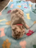 Dr. Pepper, a male French Bulldog for sale in Slidell, LA – 6 of 8