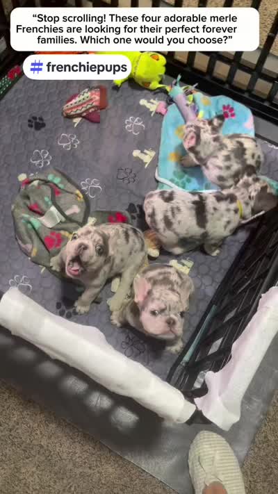 Dr. Pepper, a male French Bulldog for sale in Slidell, LA – 2 of 6