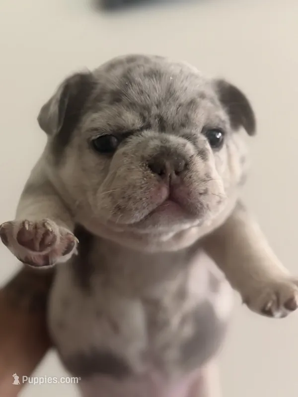Dr. Pepper – French Bulldog puppy for sale in Slidell, LA