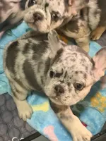 Dr. Pepper, a male French Bulldog for sale in Slidell, LA – 4 of 6