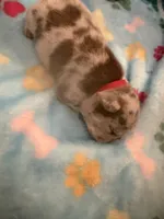 Dr. Pepper, a male French Bulldog for sale in Slidell, LA – 5 of 8