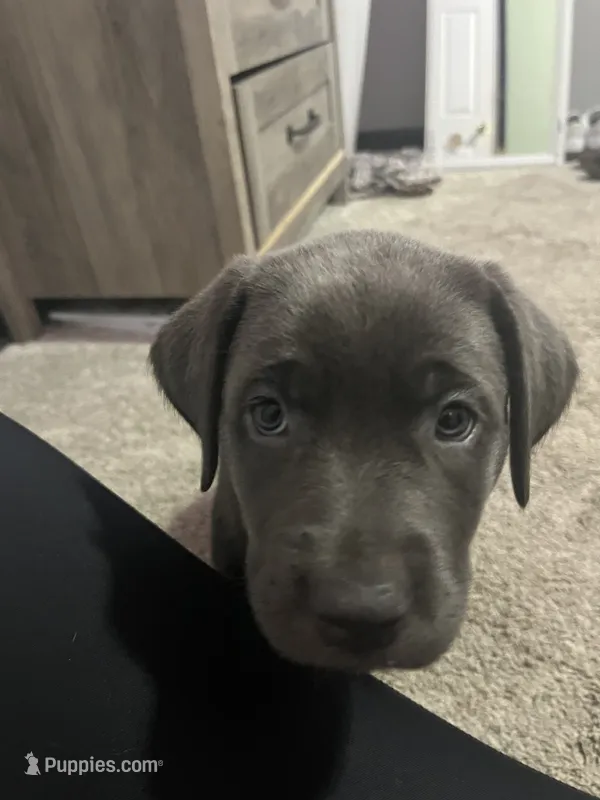Purple collar silver female  – Labrador Retriever puppy for sale in White Pigeon, MI