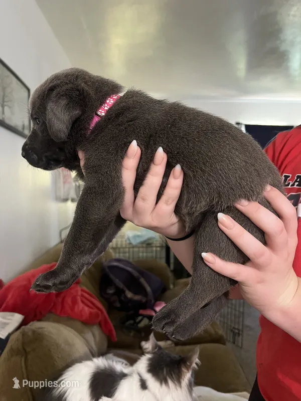 Dark Pink Silver female – Labrador Retriever puppy for sale in White Pigeon, MI