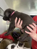 Dark Pink Silver female, a female Labrador Retriever for sale in White Pigeon, MI – 1 of 2