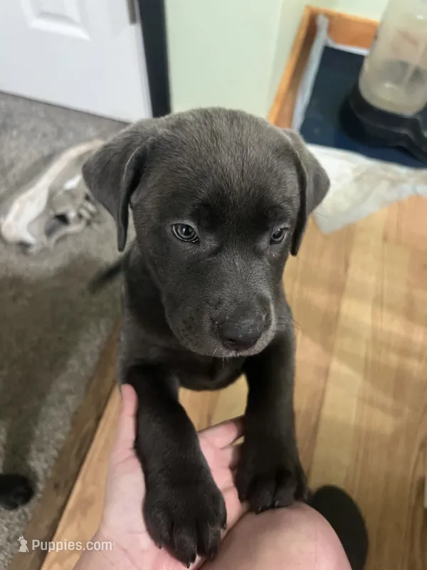 Blue collar silver female  – Labrador Retriever puppy for sale in White Pigeon, MI