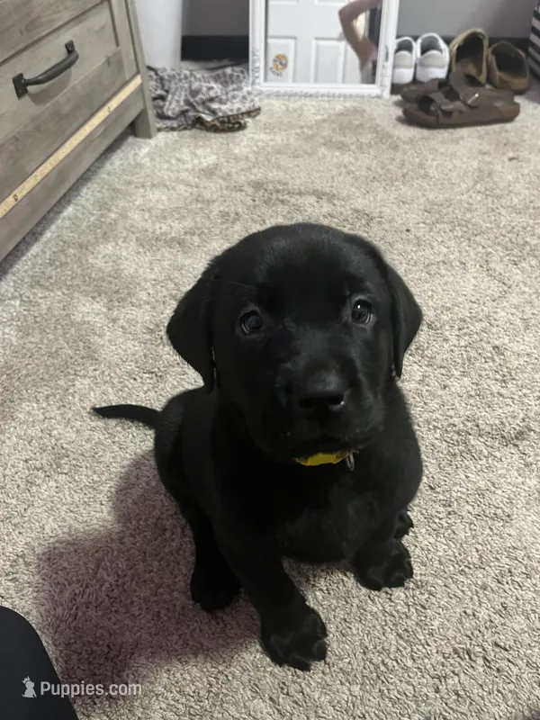 Yellow collar black female ( Marnie is what we call her) – Labrador Retriever puppy for sale in White Pigeon, MI