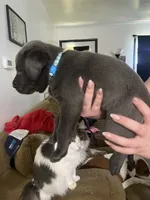 Blue collar silver female , a female Labrador Retriever for sale in White Pigeon, MI – 2 of 2