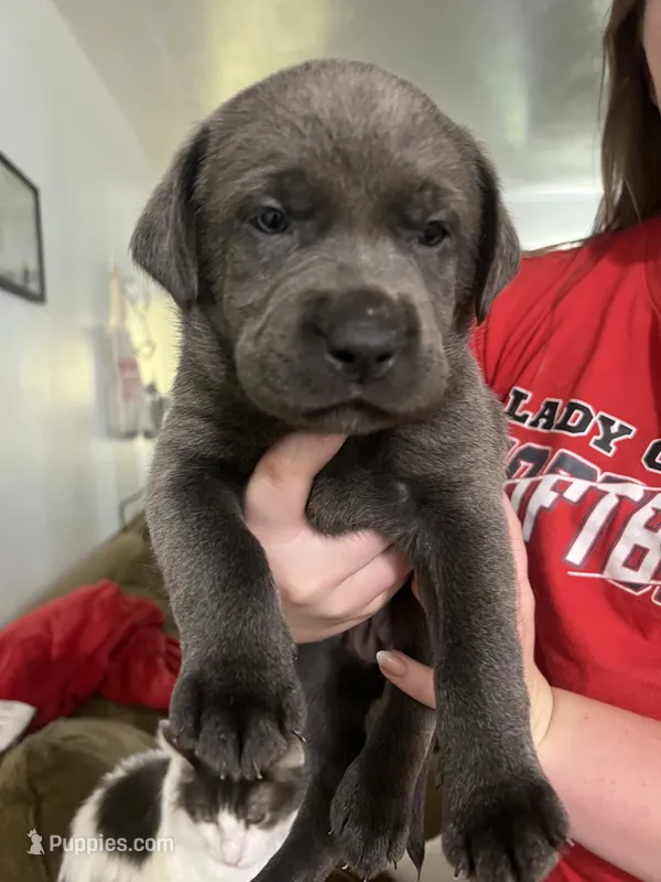 Blue collar silver female  – Labrador Retriever puppy for sale in White Pigeon, MI