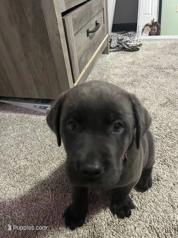 Dark Pink Silver female – Labrador Retriever puppy for sale in White Pigeon, MI