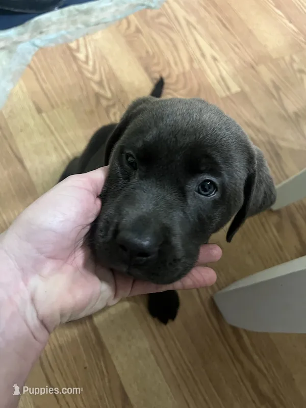 Dark Pink Silver female – Labrador Retriever puppy for sale in White Pigeon, MI