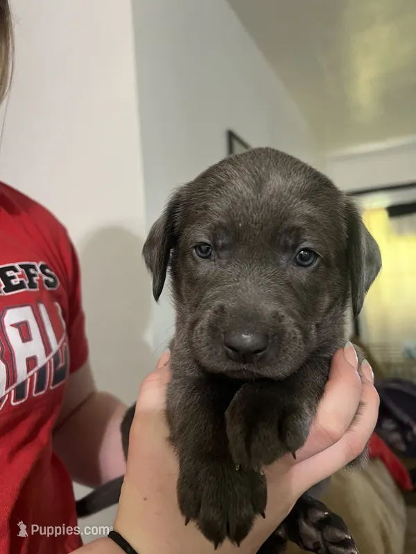 Purple collar silver female  – Labrador Retriever puppy for sale in White Pigeon, MI