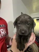 Purple collar silver female , a female Labrador Retriever for sale in White Pigeon, MI – 1 of 2
