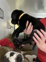 Yellow collar black female ( Marnie is what we call her), a female Labrador Retriever for sale in White Pigeon, MI – 2 of 2