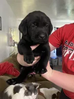 Yellow collar black female ( Marnie is what we call her), a female Labrador Retriever for sale in White Pigeon, MI – 1 of 2