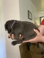 Purple collar silver female , a female Labrador Retriever for sale in White Pigeon, MI – 2 of 2