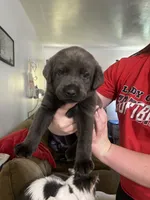 Dark Pink Silver female, a female Labrador Retriever for sale in White Pigeon, MI – 2 of 2