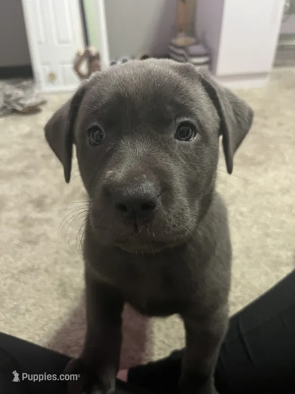 Blue collar silver female  – Labrador Retriever puppy for sale in White Pigeon, MI