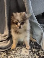 Freckles, a male Pomeranian for sale in Fort Valley, GA – 1 of 5