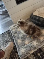 Freckles, a male Pomeranian for sale in Fort Valley, GA – 4 of 5