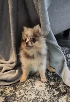 Freckles, a male Pomeranian for sale in Fort Valley, GA – 5 of 5