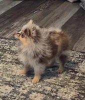 Freckles, a male Pomeranian for sale in Fort Valley, GA – 2 of 5