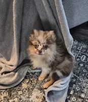 Freckles, a male Pomeranian for sale in Fort Valley, GA – 3 of 5