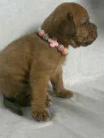 Hoss, a male Dogue de Bordeaux for sale in Pierce City, MO – 6 of 10