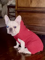 Stella, a female French Bulldog for sale in Pierce City, MO – 6 of 6