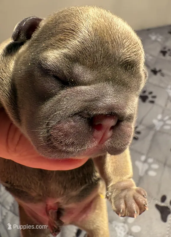 Tobey  – French Bulldog puppy for sale in Pierce City, MO