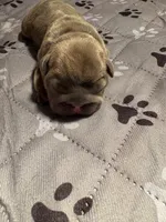 Tobey , a male French Bulldog for sale in Pierce City, MO – 6 of 8