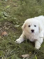 To bey, a male Great Pyrenees for sale in Pierce City, MO – 6 of 8