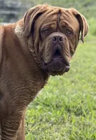 Gus, a male Dogue de Bordeaux for sale in Pierce City, MO – 8 of 9