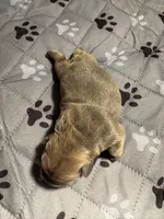 Stella, a female French Bulldog for sale in Pierce City, MO – 2 of 6