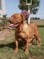 Gus, a male Dogue de Bordeaux for sale in Pierce City, MO – 9 of 9